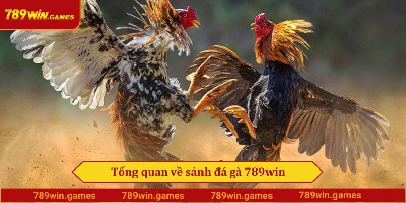 Tổng quan về sảnh đá gà 789win