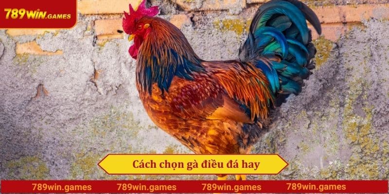 Cách chọn gà điều đá hay