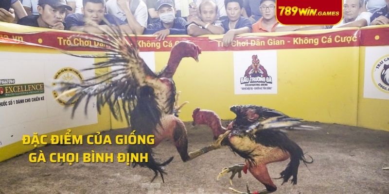 Đặc điểm của giống gà chọi Bình Định