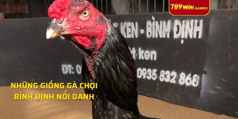 Những giống gà chọi Bình Định nổi danh