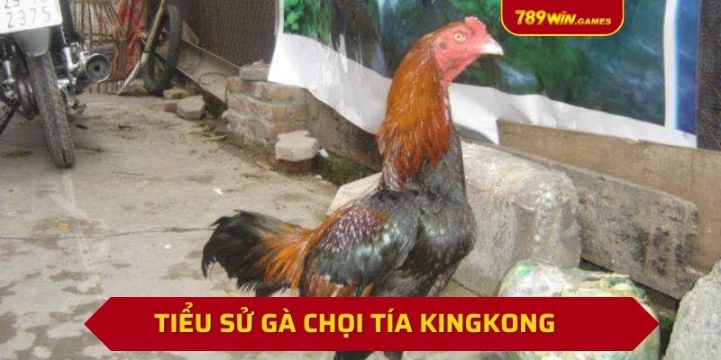 Tiểu sử gà chọi tía Kingkong