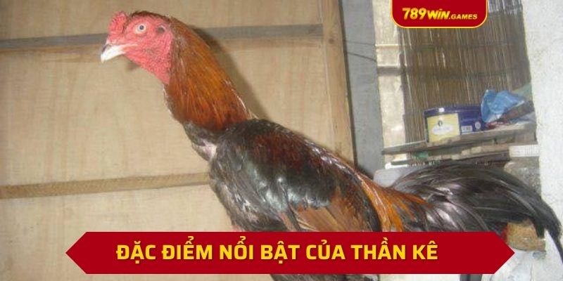 Đặc điểm nổi bật của thần kê huyền thoại