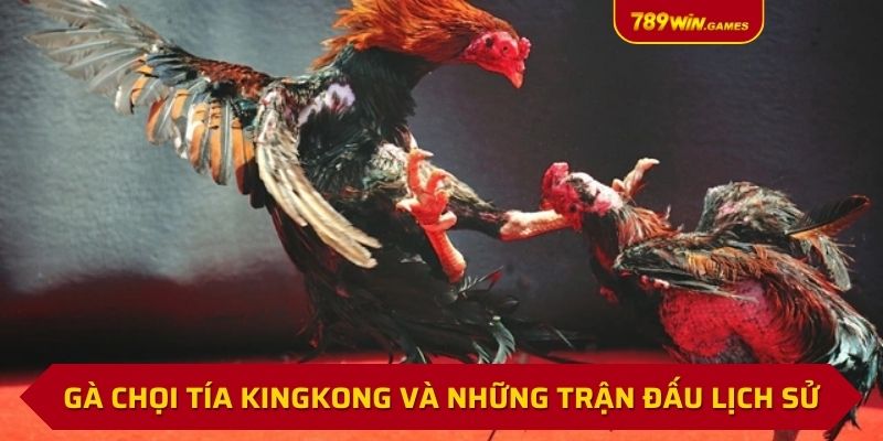 Gà chọi tía Kingkong và những trận đấu lịch sử