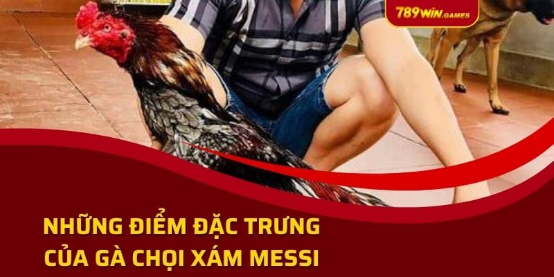 Những điểm đặc trưng của gà chọi Xám Messi