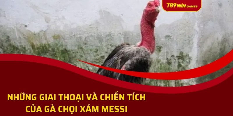 Những giai thoại và chiến tích của gà chọi Xám Messi