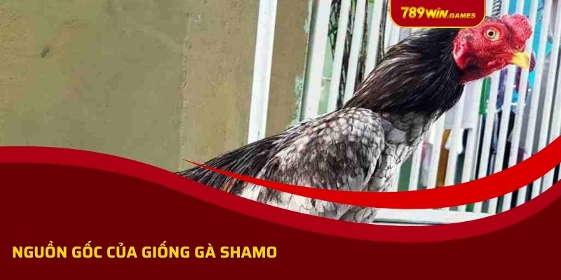 Nguồn gốc của giống gà Shamo