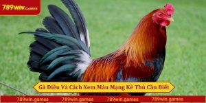 Gà Điều Và Cách Xem Màu Mạng Kê Thủ Cần Biết