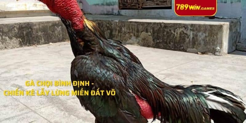 Gà Chọi Bình Định - Chiến Kê Lẫy Lừng Miền Đất Võ