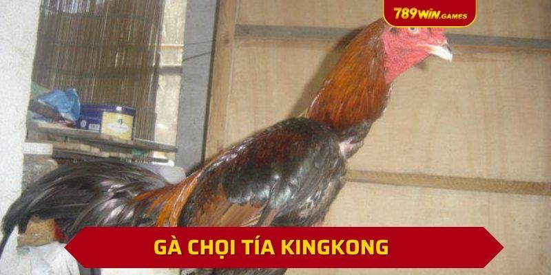 Gà Chọi Tía Kingkong | Chiến Kê Huyền Thoại 18 Trận Bất Bại