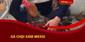 Tiểu Sử Gà Chọi Xám Messi - Linh Kê Vĩ Đại Làng Đá Gà Việt